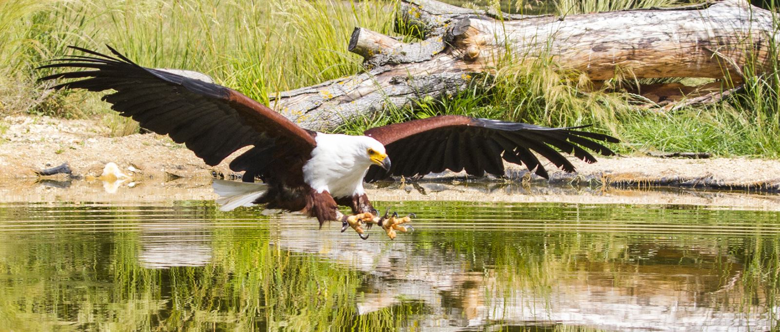 Hawk Conservancy Trust